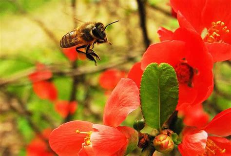 蜜蜂进家是什么意思